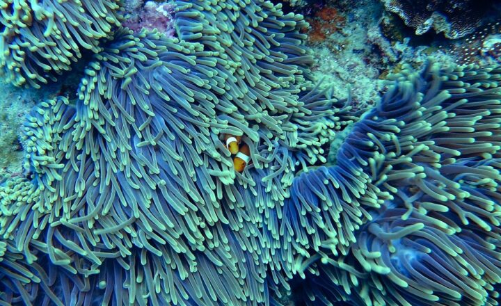 The Amazing Diversity of Ocean Life: From Coral Reefs to Deep-Sea Ecosystems