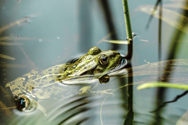 The Fascinating Ecosystems of Saltwater Marshes: A Unique Habitat for Wildlife