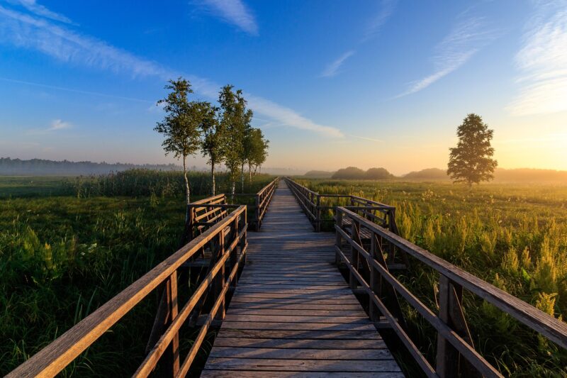 Why Wetlands Are Essential for Ecosystems and the Role of Water in Their Formation