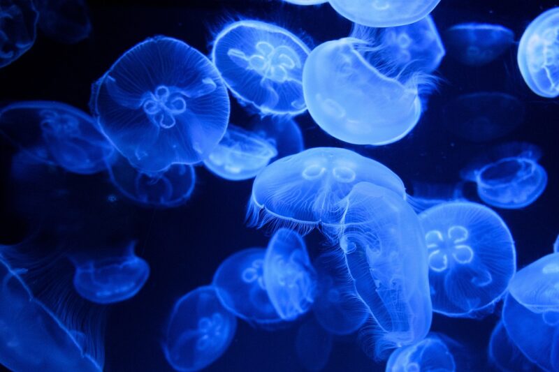 The Evolution of Marine Life: How Creatures Have Adapted to Life in the Ocean The Evolution of Marine Life: How Creatures Have Adapted to Life in the Ocean