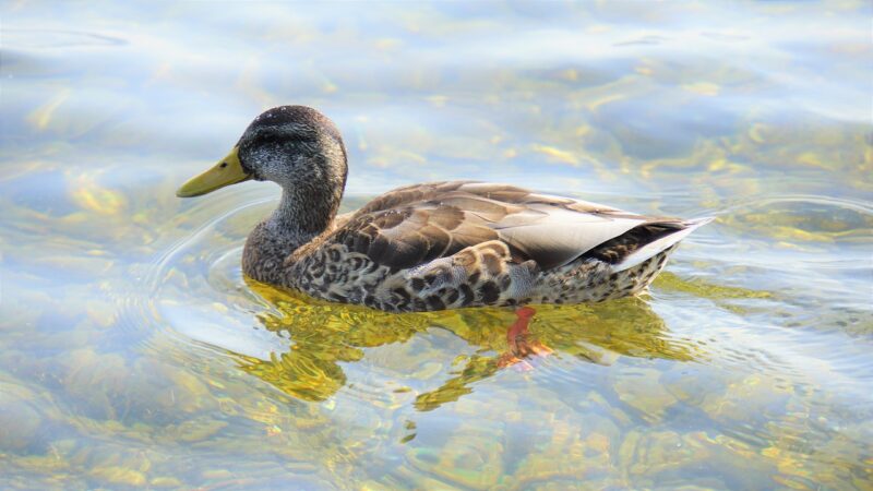 Exploring the Biodiversity of Freshwater Ecosystems: The Vital Role of Rivers and Lakes Exploring the Biodiversity of Freshwater Ecosystems: The Vital Role of Rivers and Lakes