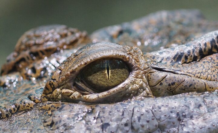 Why Lacoste’s Crocodile Logo Is Iconic and How It Became a Fashion Symbol