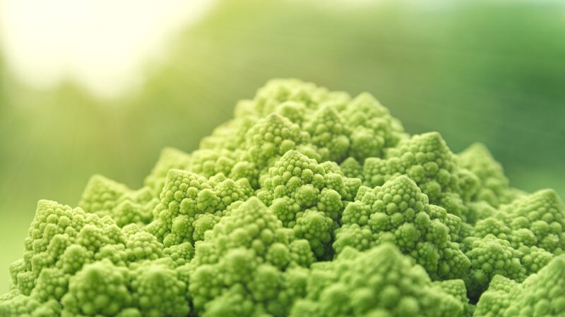 Is It Possible to Build Muscle on a Vegan Diet? What You Need to Know