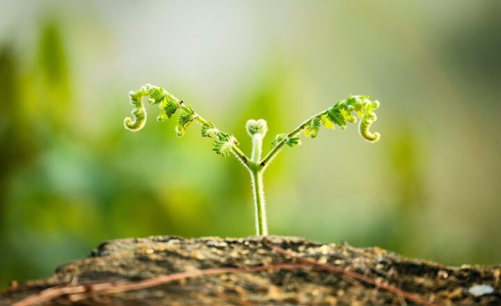 Why Creatine Is So Popular Among Athletes – and How It Helps Muscle Growth