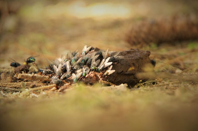 Why Some Collectors Are Obsessed With Ancient Animal Droppings