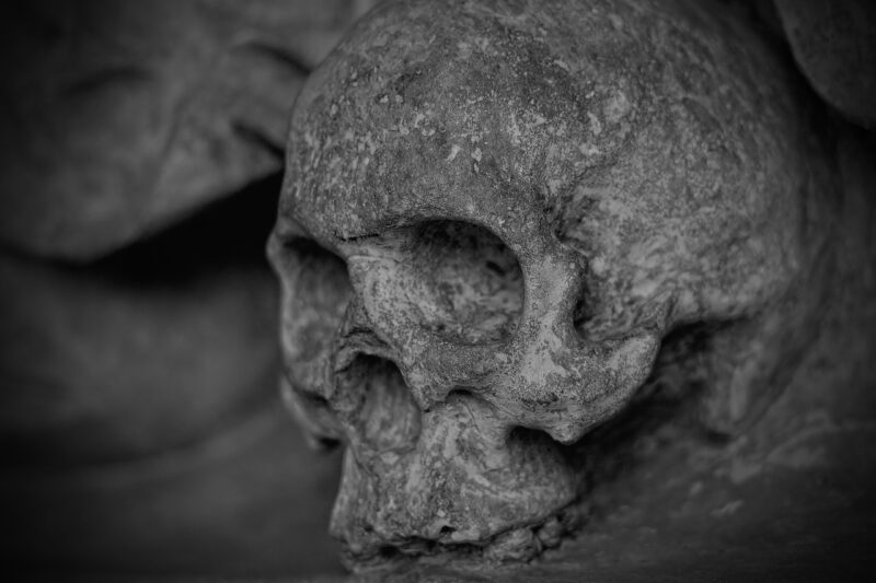 A Look at the Strange Hobby of Collecting Animal Skulls A Look at the Strange Hobby of Collecting Animal Skulls