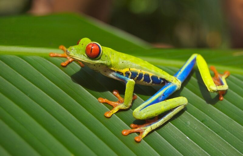 The Strange World of Collectors Obsessed With Taxidermied Frogs The Strange World of Collectors Obsessed With Taxidermied Frogs