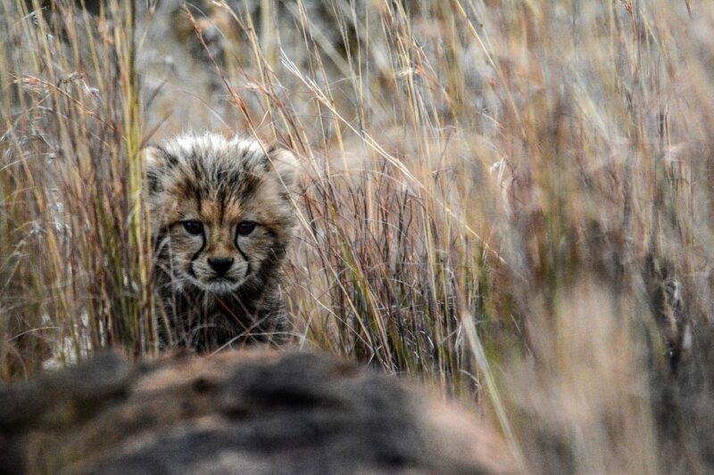 The Best National Parks in Africa for Unforgettable Wildlife Encounters The Best National Parks in Africa for Unforgettable Wildlife Encounters