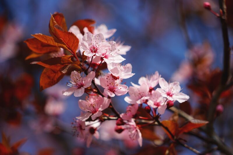The Best Places to See Cherry Blossoms Around the World The Best Places to See Cherry Blossoms Around the World