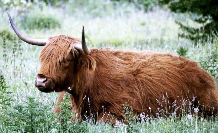 A Journey Through Scotland’s Highlands: Castles, Cliffs, and Culture