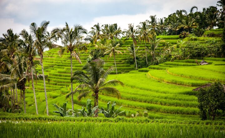 The Best Places to Visit in Bali for Nature Lovers