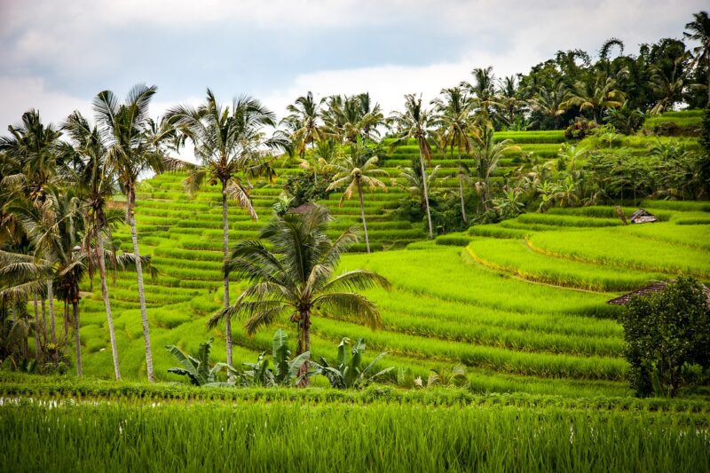 The Best Places to Visit in Bali for Nature Lovers The Best Places to Visit in Bali for Nature Lovers