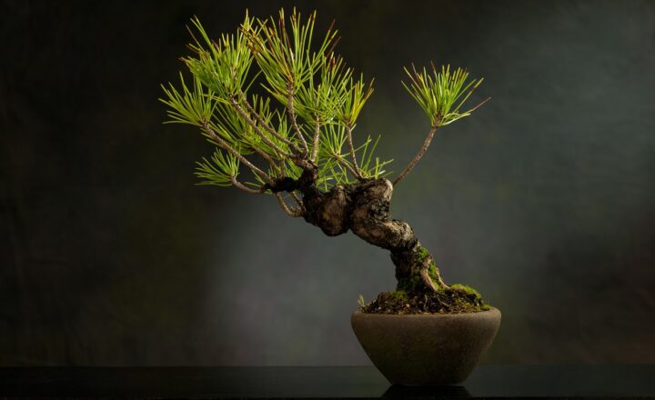 How to Build a Bonsai Tree: A Hobby That Brings Peace and Nature Indoors