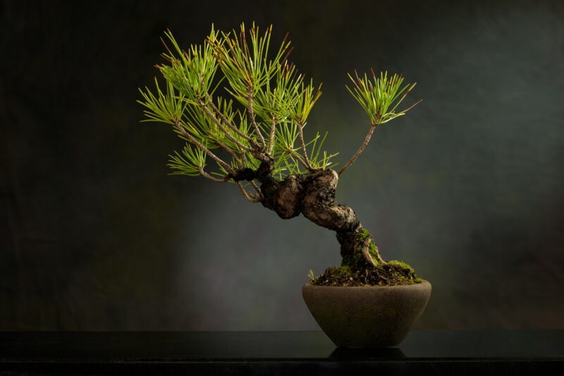 How to Build a Bonsai Tree: A Hobby That Brings Peace and Nature Indoors How to Build a Bonsai Tree: A Hobby That Brings Peace and Nature Indoors