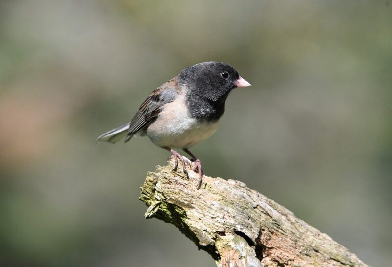 Why Bird Photography Is the Perfect Blend of Art and Nature for Hobbyists Why Bird Photography Is the Perfect Blend of Art and Nature for Hobbyists