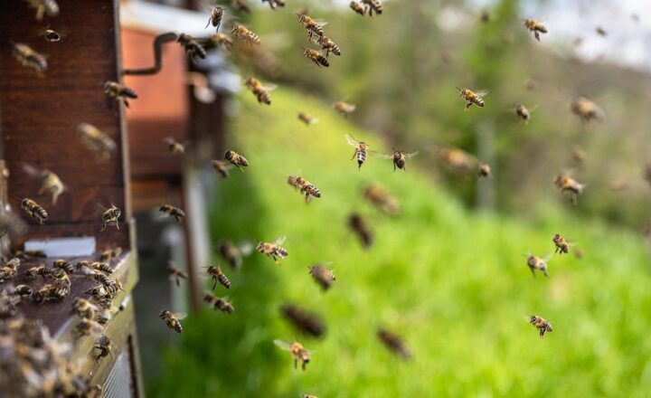 Why Beekeeping Has Become a Popular Hobby for Nature Lovers