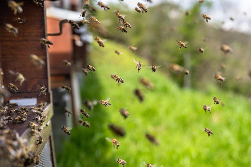 Why Beekeeping Has Become a Popular Hobby for Nature Lovers Why Beekeeping Has Become a Popular Hobby for Nature Lovers