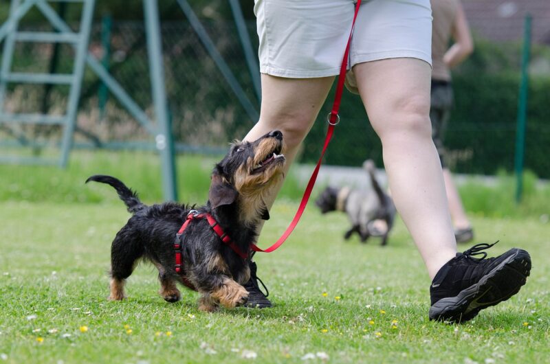 The Joy of Pet Training: Why Teaching Tricks to Pets Can Be a Rewarding Hobby The Joy of Pet Training: Why Teaching Tricks to Pets Can Be a Rewarding Hobby
