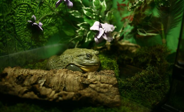 How to Make Terrariums at Home: A Unique Hobby for Plant Lovers