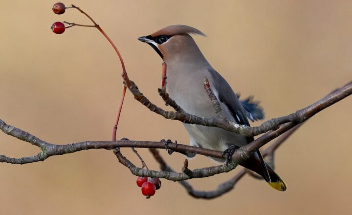 The Benefits of Starting a Bird Watching Hobby: Connecting with Nature