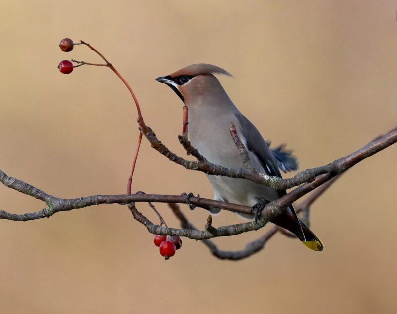 The Benefits of Starting a Bird Watching Hobby: Connecting with Nature The Benefits of Starting a Bird Watching Hobby: Connecting with Nature