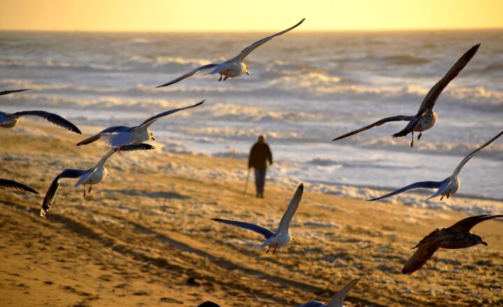 The Joy of Taking Long Nature Walks: Why Walking Is the Perfect Low-Impact Hobby
