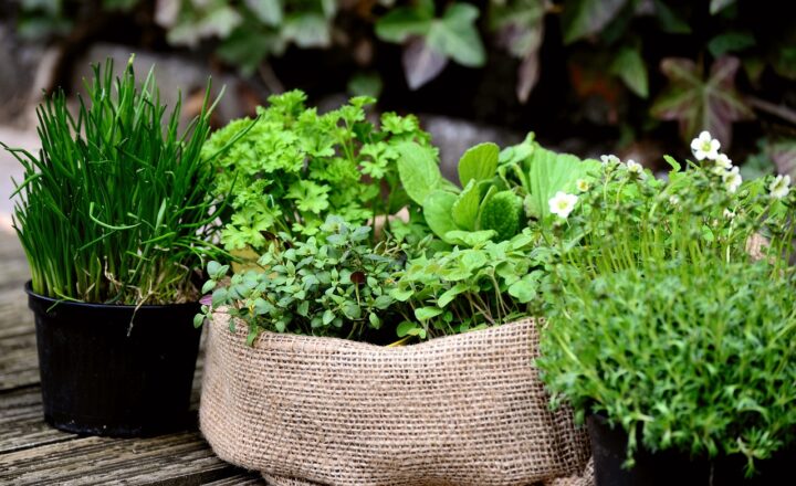 How to Start Your Own Herb Garden at Home: The Perfect Hobby for Plant Lovers