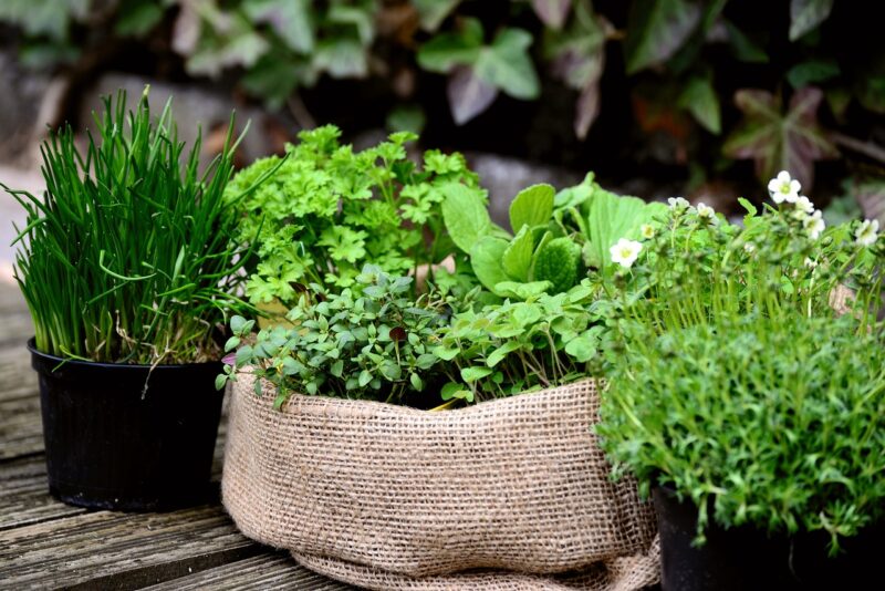 How to Start Your Own Herb Garden at Home: The Perfect Hobby for Plant Lovers How to Start Your Own Herb Garden at Home: The Perfect Hobby for Plant Lovers