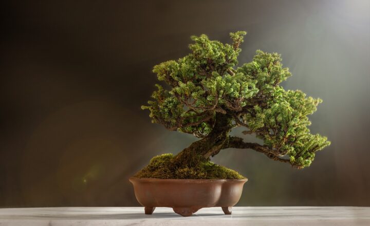 The Art of Bonsai: How to Get Started with This Ancient and Meditative Hobby