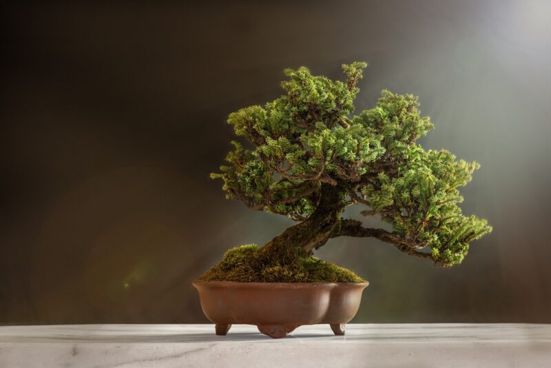 The Art of Bonsai: How to Get Started with This Ancient and Meditative Hobby The Art of Bonsai: How to Get Started with This Ancient and Meditative Hobby