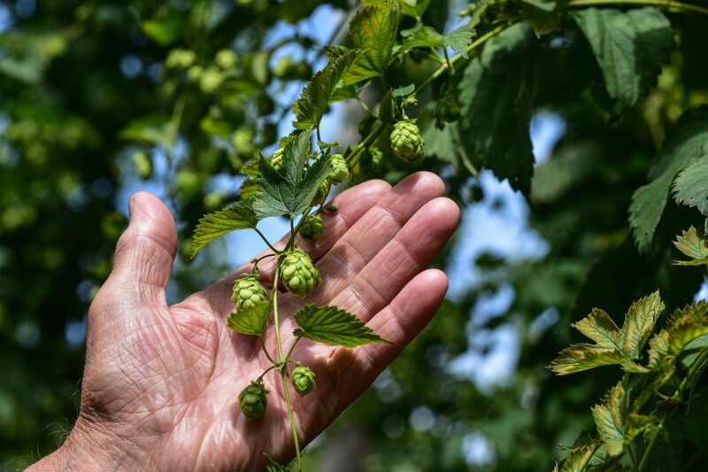Exploring the Benefits of Home Brewing: How to Start Making Your Own Beer