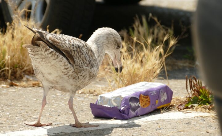 The Environmental Impact of Microplastics on Marine Life