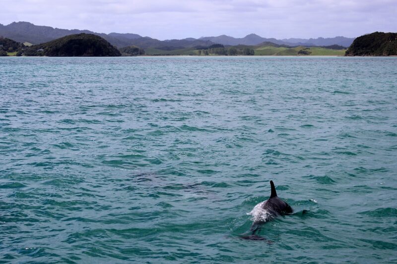 Understanding the Social Structures of Dolphin Pods in the Ocean