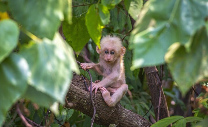 Exploring the Social Lives of Monkeys in the Wild