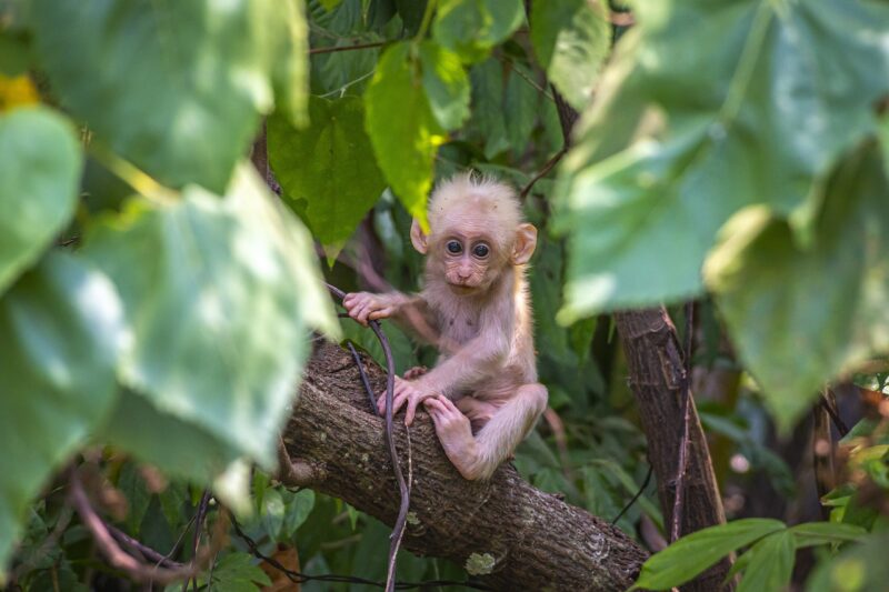 Exploring the Social Lives of Monkeys in the Wild Exploring the Social Lives of Monkeys in the Wild