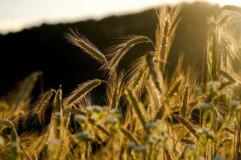 The History of Crop Circles: Hoax or Evidence of Alien Life? The History of Crop Circles: Hoax or Evidence of Alien Life?