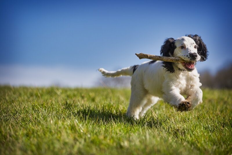 When Dogs Were Used as Detectives: The Strange History of Animal Sleuths When Dogs Were Used as Detectives: The Strange History of Animal Sleuths