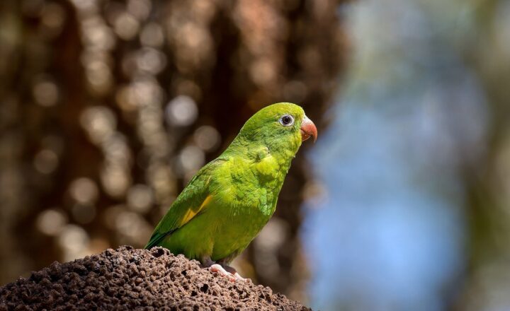 The CIA’s Secret Operations in Central America