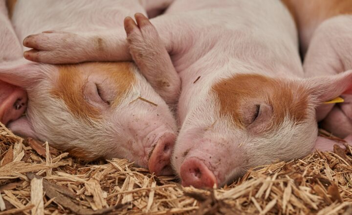 The CIA’s Role in the Bay of Pigs Invasion: A Failed Operation and Its Aftermath