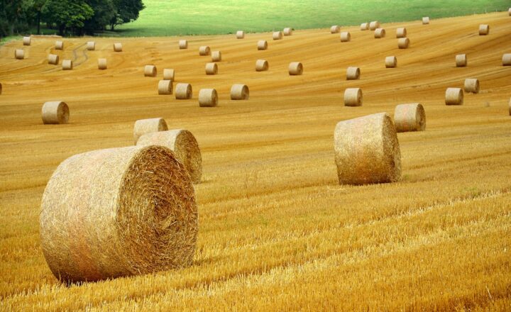 Farming Practices Then and Now: Comparing Ancient and Modern Methods