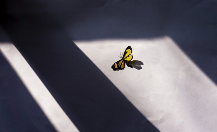 The Role of Light and Shadow in Modern Art Installations