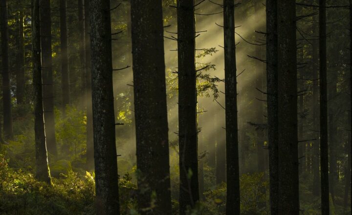 Why the Japanese Suicide Forest Holds an Eerie Place in Folklore