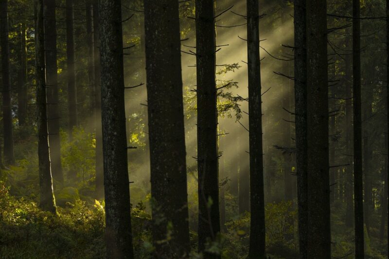 Why the Japanese Suicide Forest Holds an Eerie Place in Folklore