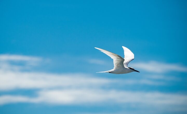 Why Birds Sometimes Fall from the Sky: Theories Behind This Mysterious Event