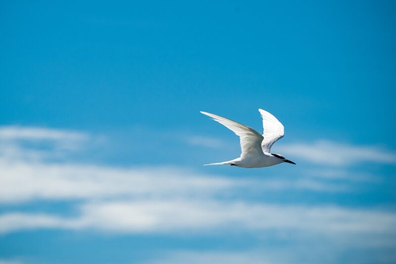 Why Birds Sometimes Fall from the Sky: Theories Behind This Mysterious Event Why Birds Sometimes Fall from the Sky: Theories Behind This Mysterious Event