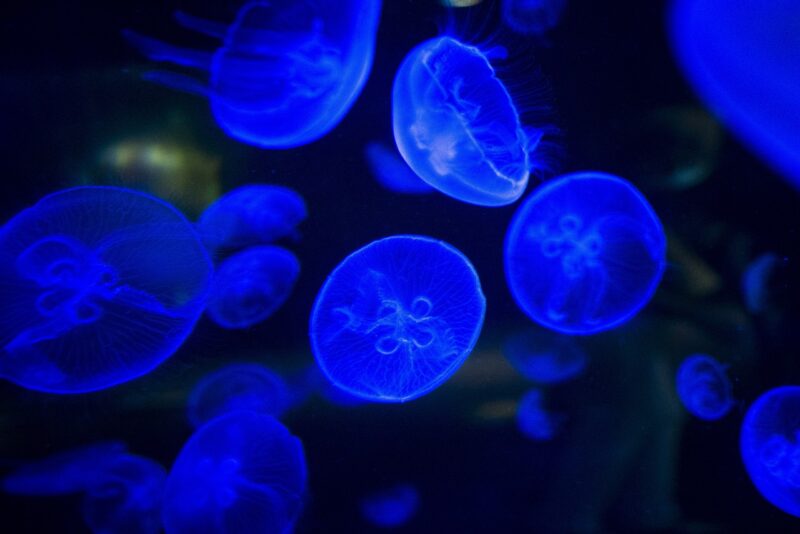 The Strange Phenomenon of Bioluminescent Bays and Glowing Waters The Strange Phenomenon of Bioluminescent Bays and Glowing Waters
