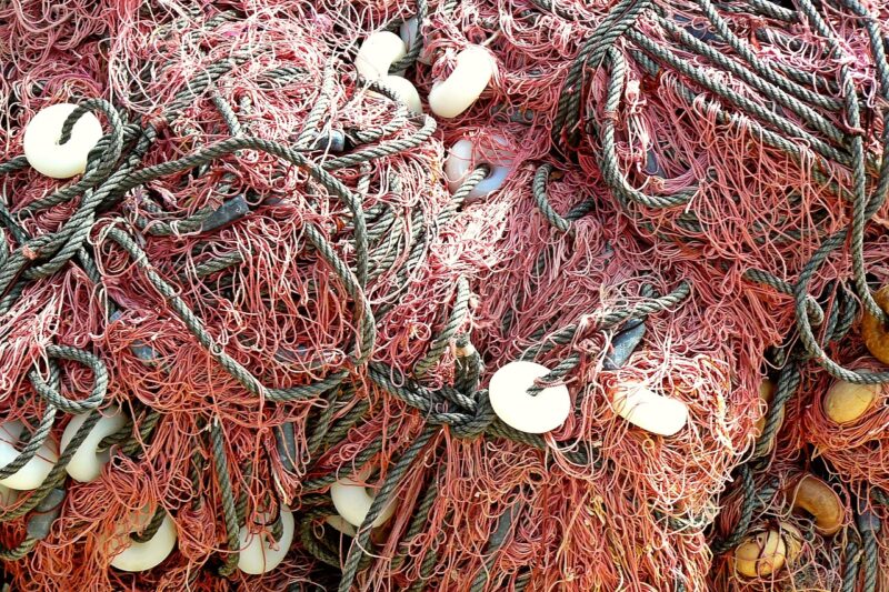 Exploring the Impact of Overfishing on Ancient Sea Creature Populations Exploring the Impact of Overfishing on Ancient Sea Creature Populations