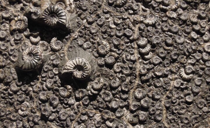 Why Fossils Found in Rivers Hold Important Clues to Ancient Life