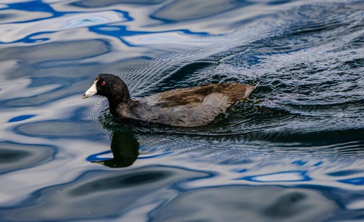 A Guide to Protecting Local Wildlife Near Rivers and Lakes