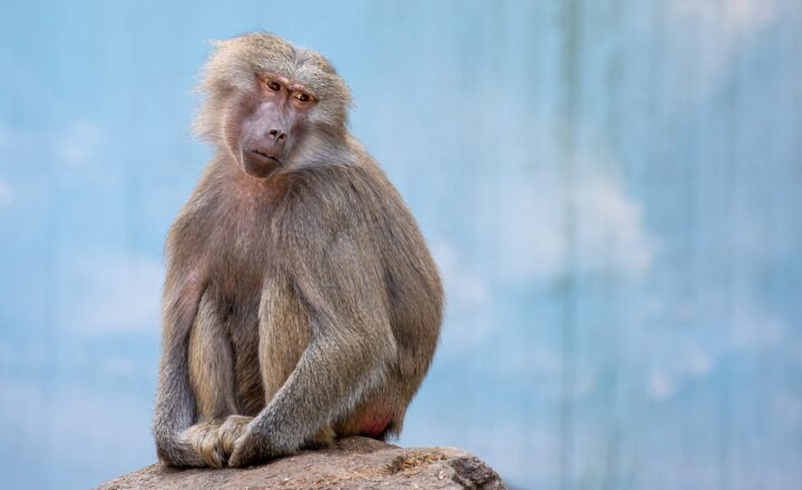 How Monkeys and Apes Communicate: Body Language, Sounds, and Expressions